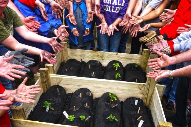 Shasta team members gathered around crates of plants to be planted.
